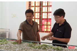Người dân Hà Tĩnh nuôi tằm trong phòng điều hòa