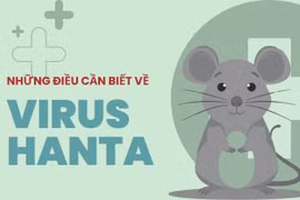 [Infographic] Những điều cần biết về virus Hanta