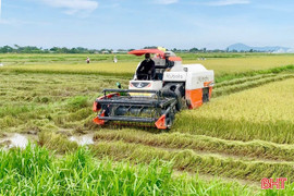 Thu hoạch nhanh gọn lúa hè thu, giảm thiểu thiệt hại