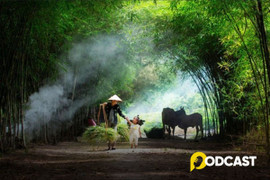 Podcast tản văn: Nhớ bóng tre làng