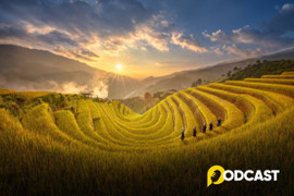 Podcast mỗi tuần một câu chuyện: Mùa lúa trổ bông