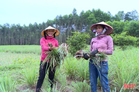 Nông dân Cẩm Xuyên trồng sả tía cho thu nhập cao