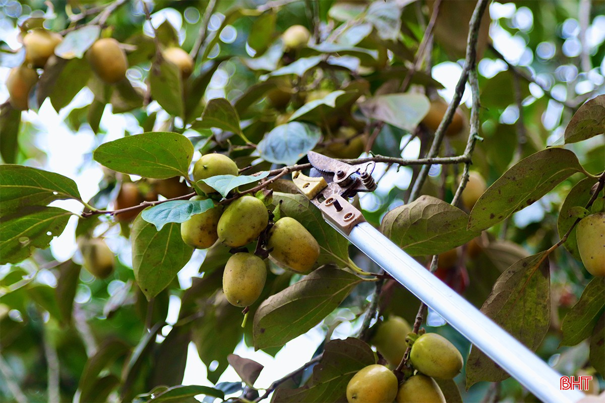 Chị Huê cho biết: &quot;Dù số lượng gốc hồng lớn nhưng công chăm sóc lại rất nhàn, không tốn nhiều quy trình như trồng cam, thu nhập thì lại cao hơn nhiều. Đến mùa thu hoạch, thương lái, du khách vào đến tận vườn thu mua. Như năm nay, hồng luôn trong tình trạng hết hàng, gia đình tôi hái không kịp để bán. Hiện tại, gia đình đã xuất bán được khoảng 3 tấn quả&quot;.