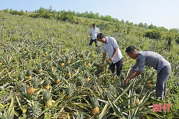 Trồng dứa trên đất nghèo, bí thư chi đoàn ở Hà Tĩnh thu hàng trăm triệu