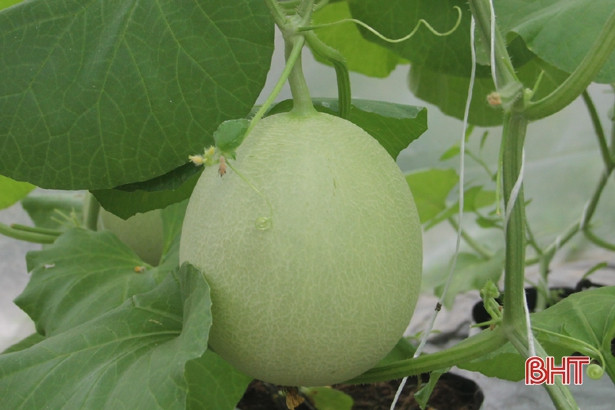 Can Lộc lần đầu tiên áp dụng mô hình trồng dưa lưới công nghệ cao