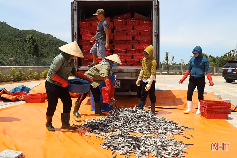 Hải sản “made in Hà Tĩnh” sẽ duy trì như thế nào sau khi được công nhận OCOP?