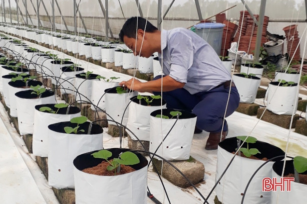 Can Lộc lần đầu tiên áp dụng mô hình trồng dưa lưới công nghệ cao