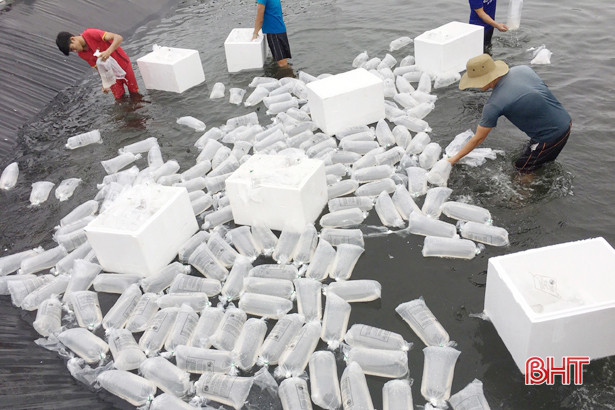 2 cơ sở nuôi tôm trên cát ở Nghi Xuân đạt hơn 250 tấn sản phẩm