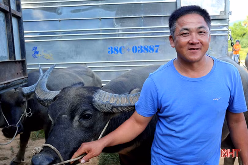 Phiên chợ trâu bò dưới chân cầu Sông Trí - nét quê trong lòng đô thị