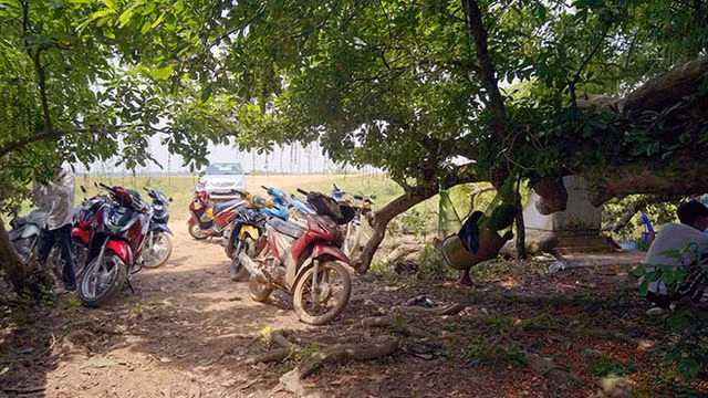 Gò lộc vừng ngàn năm tuổi độc nhất vô nhị ở Việt Nam