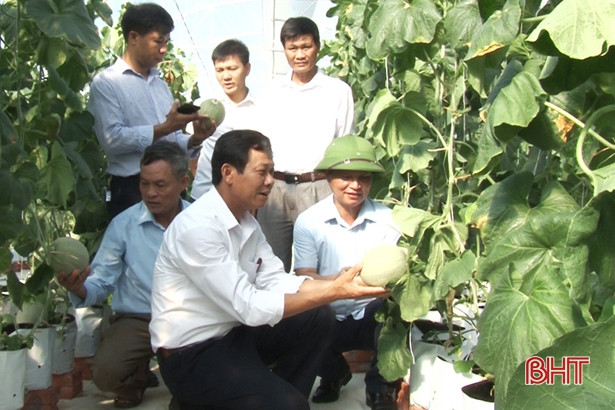 Trồng dưa lưới trong nhà màng 2.000m<sup>2</sup> ở Đức Thọ lãi trên 100 triệu