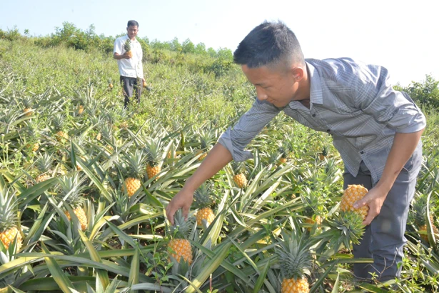 Trồng dứa trên đất nghèo, bí thư chi đoàn ở Hà Tĩnh thu hàng trăm triệu