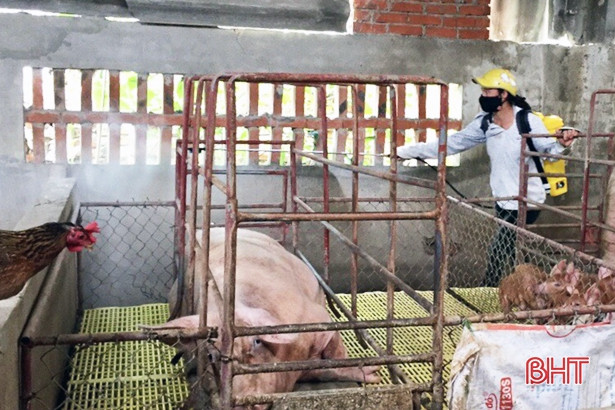 TX Hồng Lĩnh phun gần 400 lít hóa chất phòng dịch tả lợn châu Phi