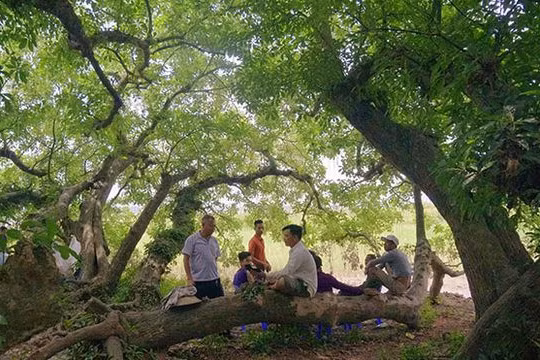 Gò lộc vừng ngàn năm tuổi độc nhất vô nhị ở Việt Nam