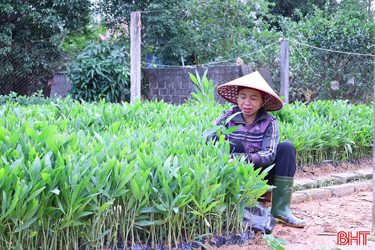 Vườn ươm tất bật chuẩn bị cây giống cho vụ trồng rừng mới