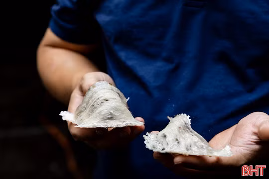 Dụ chim trời tạo “vàng trắng” ở vùng bãi ngang Hà Tĩnh