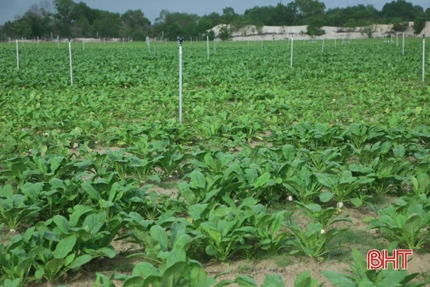 Vựa rau lớn nhất Cẩm Xuyên sẵn sàng cung ứng tết