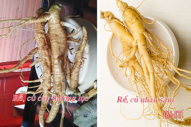 Tưởng là nhân sâm, nhiều gia đình ở Hà Tĩnh gieo giống cây có độc