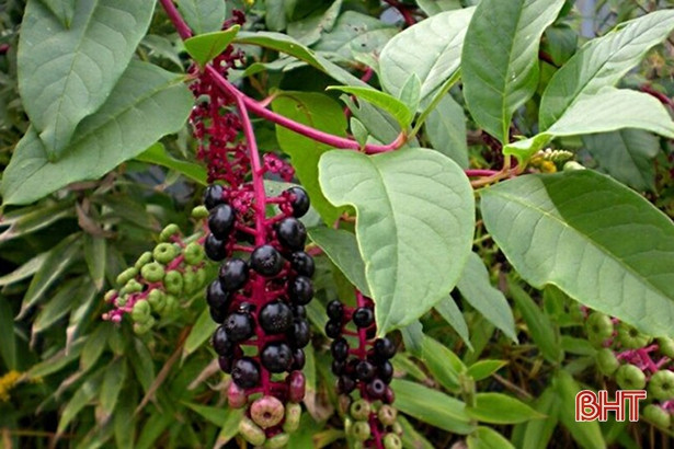 Tưởng là nhân sâm, nhiều gia đình ở Hà Tĩnh gieo giống cây có độc