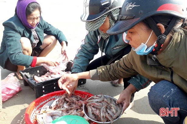 Ngư dân Nghi Xuân trúng tôm bạc “kiếm” tiền triệu mỗi ngày