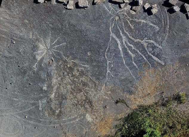 Phát hiện khu rừng cổ đại 386 triệu năm