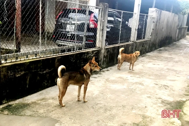 Đến mùa mưa lạnh, nạn trộm chó lại hoành hành ở TX Kỳ Anh