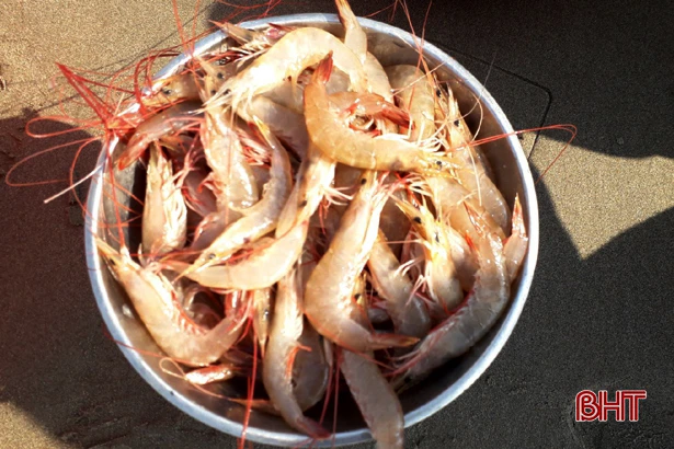 Ngư dân Nghi Xuân trúng tôm bạc “kiếm” tiền triệu mỗi ngày