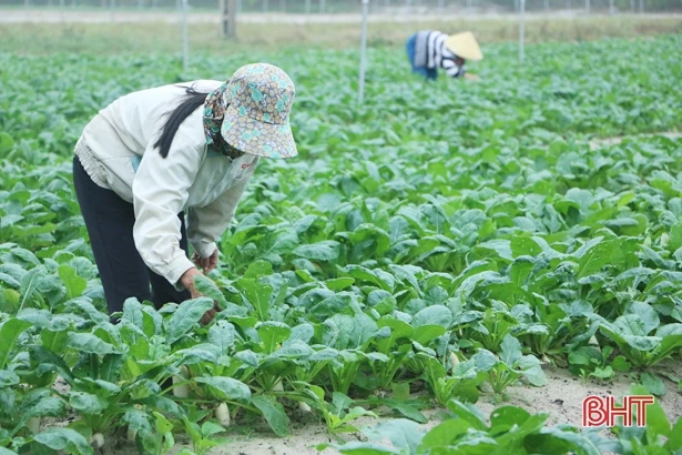 Vựa rau lớn nhất Cẩm Xuyên sẵn sàng cung ứng tết