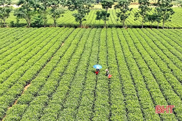 Người trồng chè Hương Sơn “bỏ túi” gần 51 tỷ đồng từ chè búp