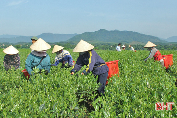 Người trồng chè Hương Sơn “bỏ túi” gần 51 tỷ đồng từ chè búp
