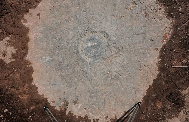 Phát hiện khu rừng cổ đại 386 triệu năm