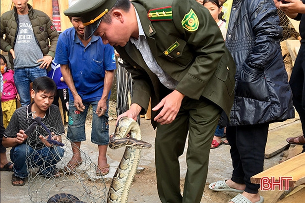 Bàn giao trăn gấm nặng 13 kg về Vườn quốc gia Vũ Quang