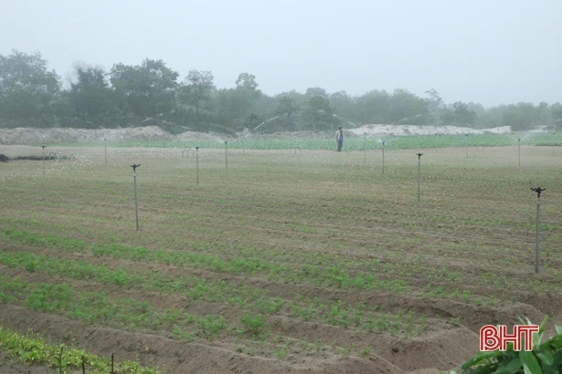 Vựa rau lớn nhất Cẩm Xuyên sẵn sàng cung ứng tết