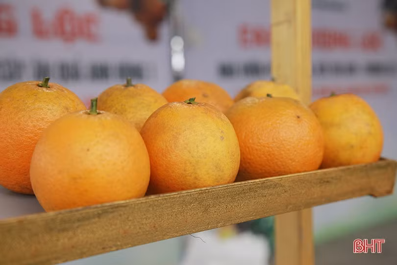 Nhộn nhịp chuẩn bị cho Lễ hội Cam và các sản phẩm nông nghiệp Hà Tĩnh lần thứ 3