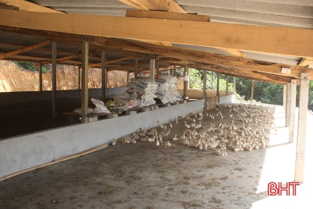 Xây trại chăn nuôi vịt trên đỉnh đập, vi phạm hành lang an toàn hồ chứa