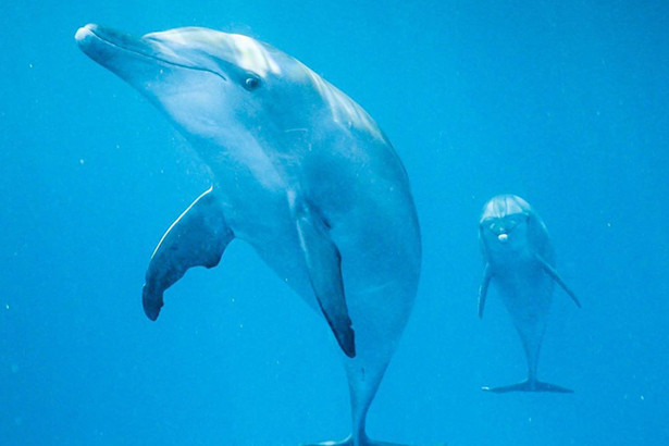 Biến hóa với chiếc điện thoại như thế nào cho “chất“?