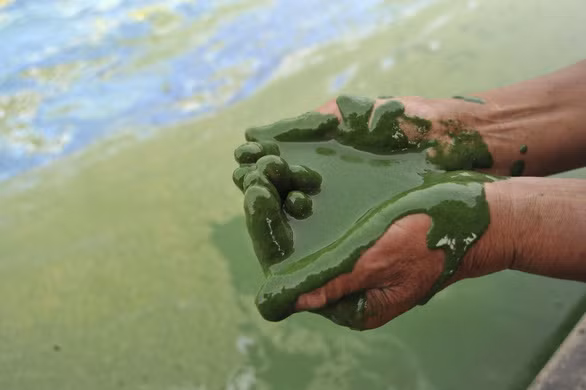 Ngày môi trường thế giới, xót xa nhìn mẹ thiên nhiên ngộp trong ô nhiễm