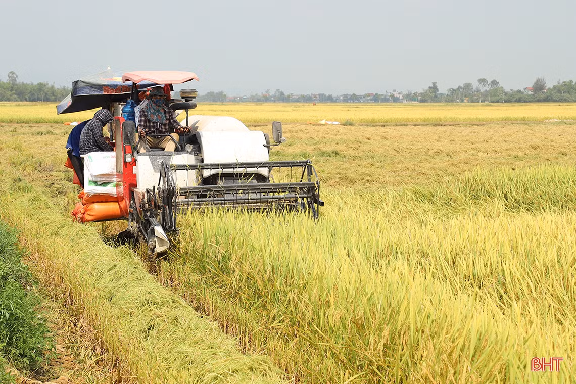 Chủ tịch UBND tỉnh Hà Tĩnh: Phấn đấu hoàn thành thu hoạch lúa xuân trước 20/5