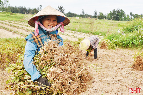 Được mùa lạc xuân ở Lộc Hà