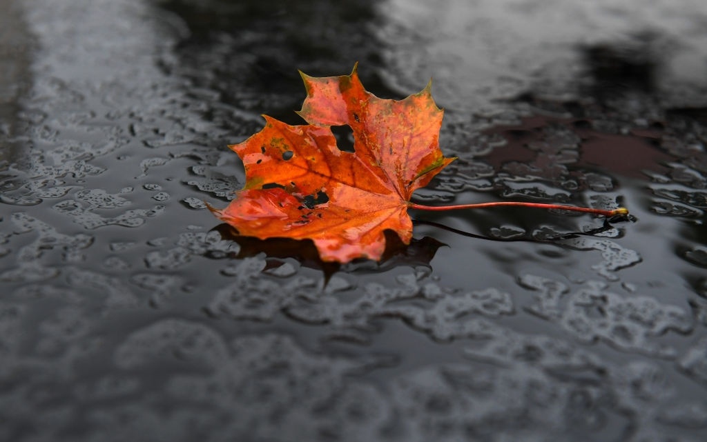 Những con đường đẹp trên thế giới khi thu về