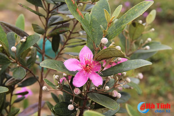 tim ngat sim mua dau he