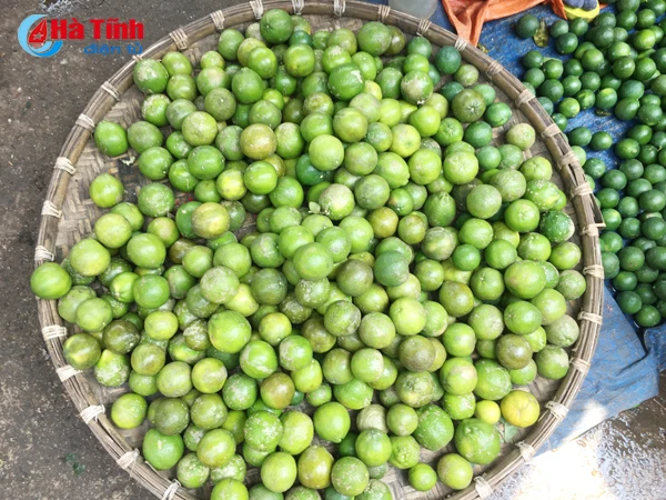 50 000 dong kg gia chanh tuoi lap ky luc tai ha tinh