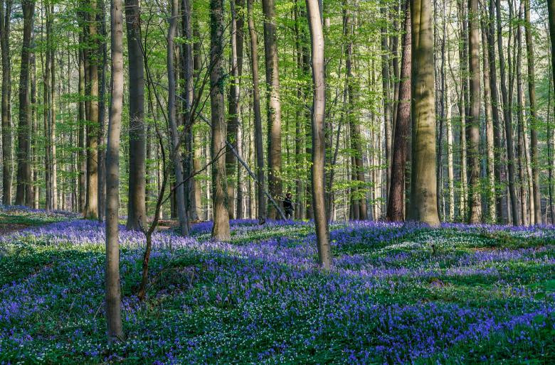 tham hoa chuong xanh dep nhu co tich ben trong khu rung o bi