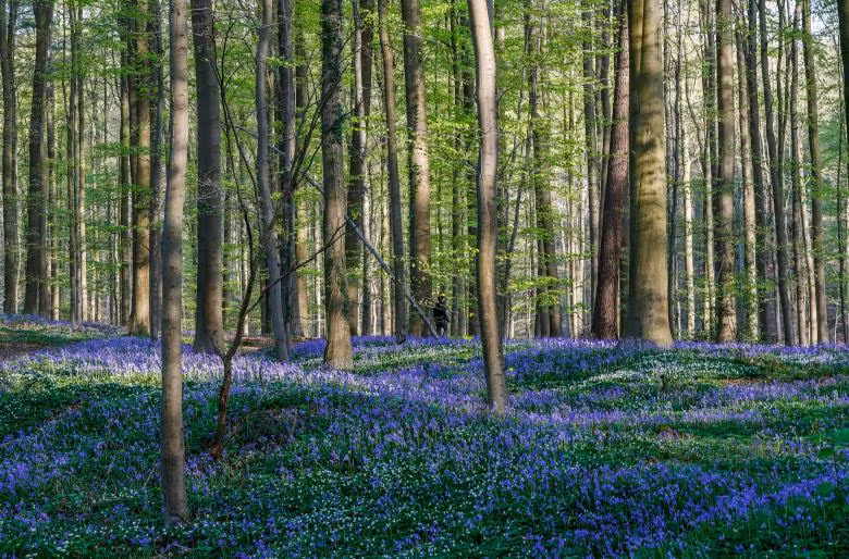 tham hoa chuong xanh dep nhu co tich ben trong khu rung o bi