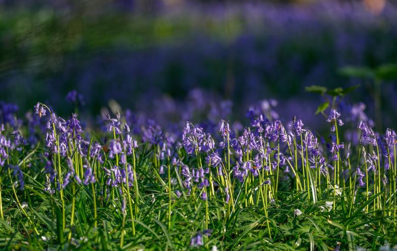 tham hoa chuong xanh dep nhu co tich ben trong khu rung o bi