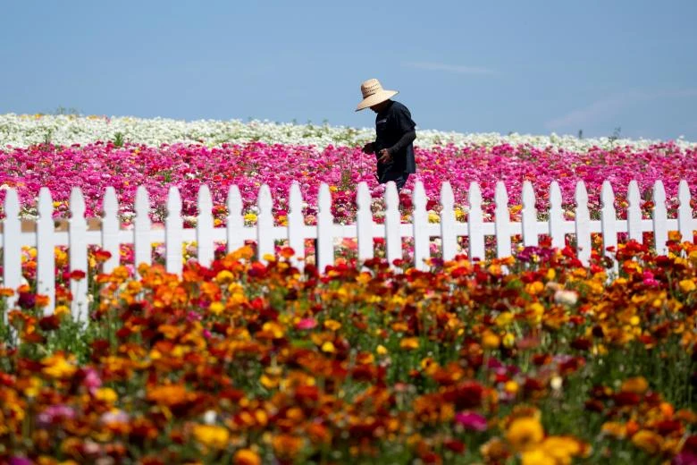 ngam canh dong hoa mao luong day mau sac o california my