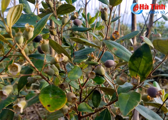 tim ngat sim mua dau he