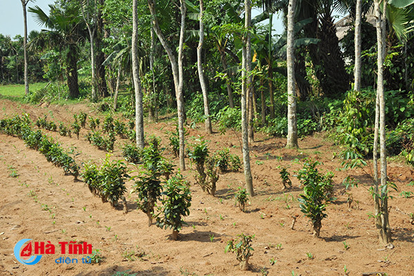 nong dan quang binh an tuong voi mo hinh nong nghiep thong minh tai ha tinh