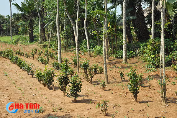 nong dan quang binh an tuong voi mo hinh nong nghiep thong minh tai ha tinh