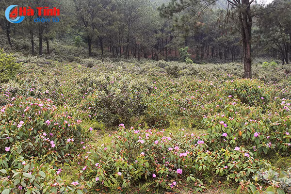 tim ngat sim mua dau he